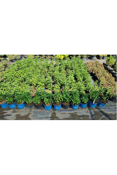 М’ята колосиста Якіма - 3л/вис.25-35см/Ø15-20см